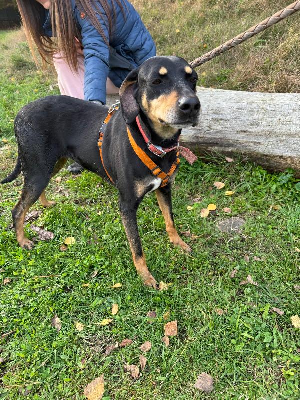 Skylar, una splendida simil segugia Foto 5